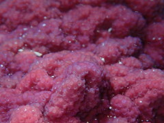 Montipora turgescens