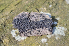 Jackrogersella cohaerens