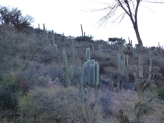 Trichocereus atacamensis