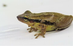 Scinax pachycrus