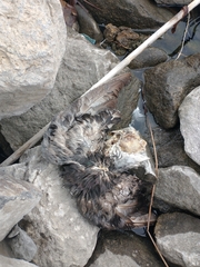 Columba livia domestica