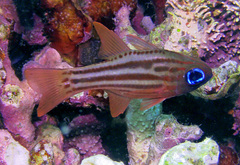 Ostorhinchus compressus