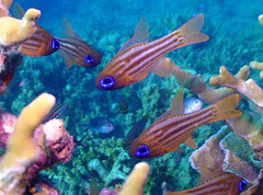 Ostorhinchus compressus