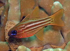 Ostorhinchus compressus