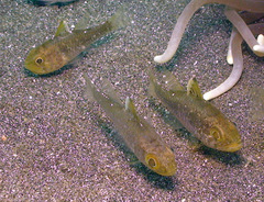 Ostorhinchus hoevenii