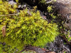 Vinealobryum vineale