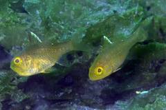 Ostorhinchus hoevenii