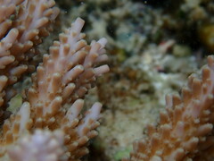 Acropora abrotanoides