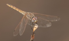 Trithemis