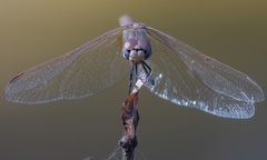 Trithemis