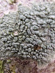 Pertusaria pertusa