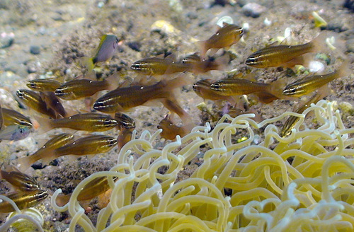 Moluccan cardinalfish (Ostorhinchus moluccensis) — Apogonidae — 4