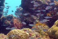 Ostorhinchus parvulus