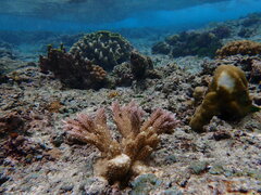Acropora abrotanoides