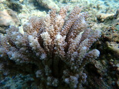 Acropora cerealis