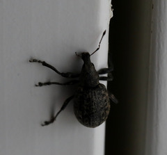 Liophloeus tessulatus