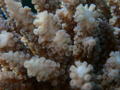 Acropora cerealis