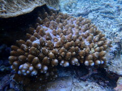 Acropora digitifera