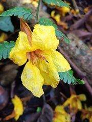 Handroanthus guayacan
