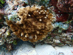 Isopora crateriformis