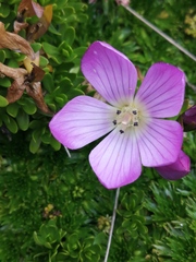 Gentianella cerastioides