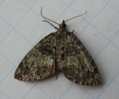 Hydriomena renunciata