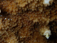 Isopora crateriformis