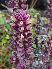 Neobartsia