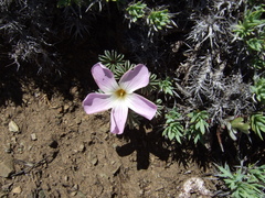 Oxalis adenophylla