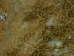 Isopora crateriformis