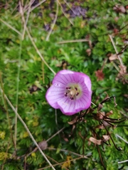 Gentianella cerastioides