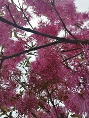 Chionanthus pubescens