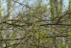 Lullula arborea