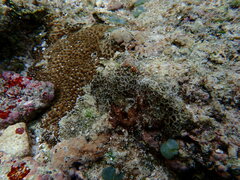 Acanthastrea