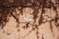 Androstephium breviflorum