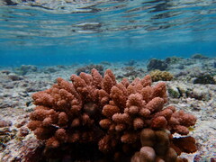 Acropora retusa