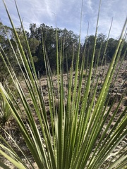 Dasylirion texanum