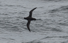 Ardenna tenuirostris