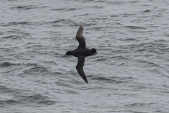 Ardenna tenuirostris