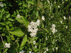 Cornus amomum