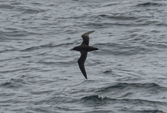 Ardenna tenuirostris