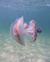 Eubalichthys mosaicus