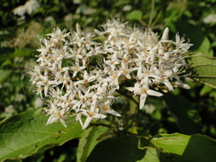 Cornus amomum