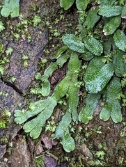 Targionia hypophylla