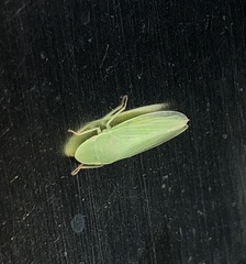 Petalocephala
