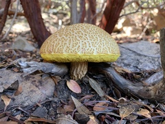 Aureoboletus russellii