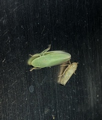 Petalocephala