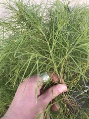 Sonchus leptocephalus