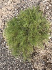 Sonchus leptocephalus