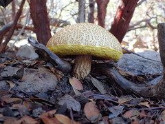Aureoboletus russellii